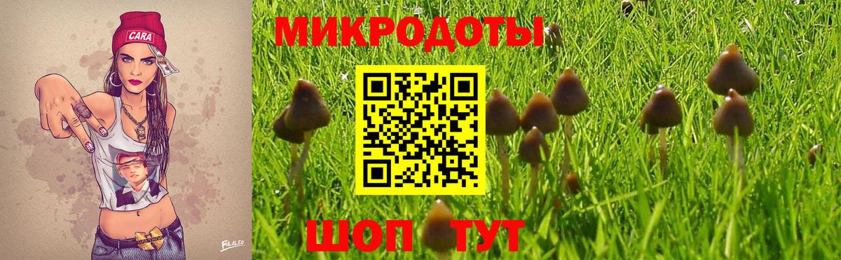 Псилоцибиновые грибы Cubensis Камышлов